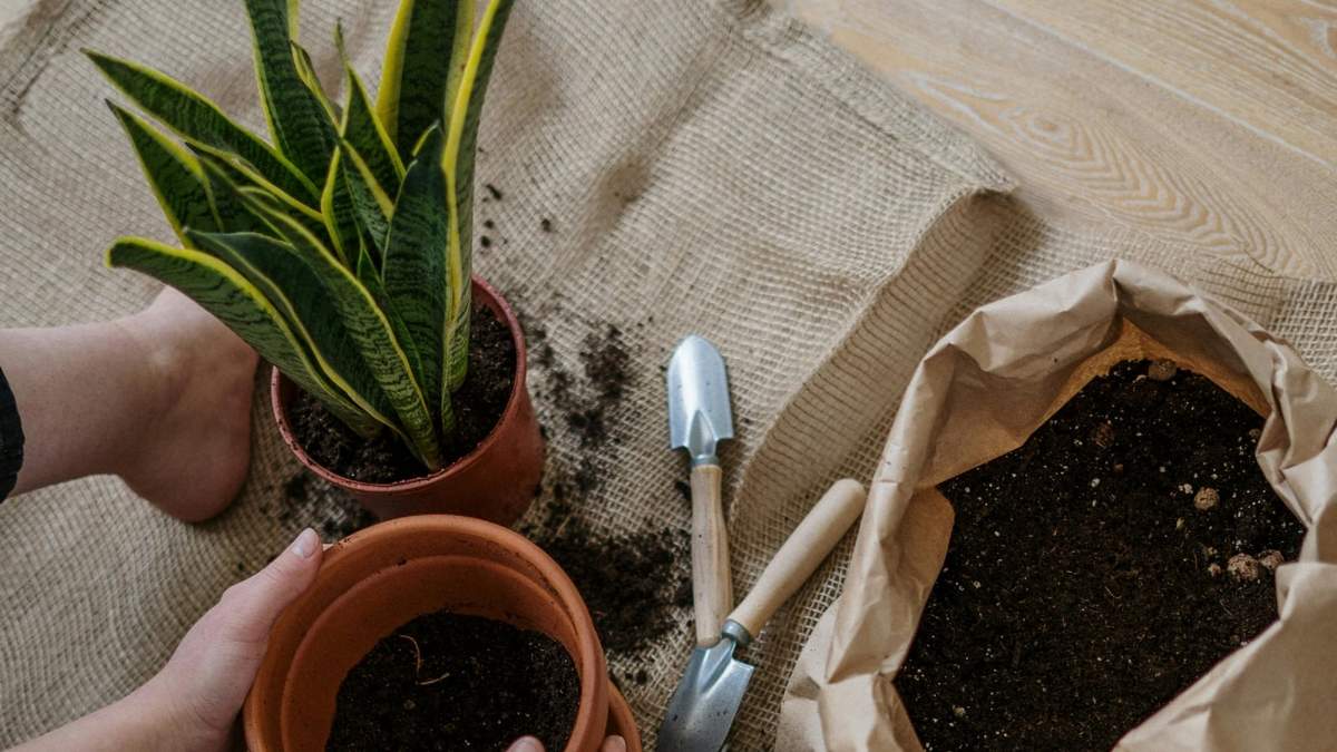 Logra una sansevieria vivaz con estos consejos