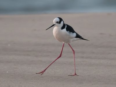 Curiosidades sobre el Tero Real: el ave misteriosa que dio origen al refrán "patas de tero", por qué la decimos