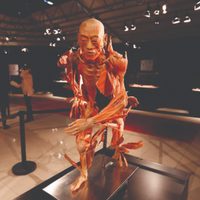 Exposición de anatomía con cuerpos humanos reales