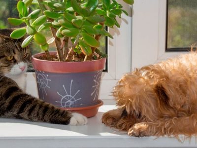 5 plantas de interior hermosas y no tóxicas que podés tener en casa si tenés mascotas