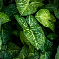 Las hojas de mi Alocasia se pusieron amarillas: cuáles son los 3 motivos más comunes y cómo solucionarlo