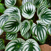 Cáscara de nuez: la planta que enamora por su textura y color, y que vas a querer tener en casa