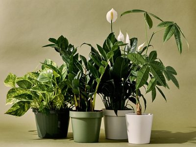 5 plantas que transforman tu hogar en un ambiente tóxico