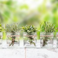 Conocé las plantas aromáticas que podés cultivar en agua y crecen sin problema