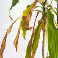 El secreto de los jardineros para curar las puntas marrones de tus plantas sin gastar un solo peso