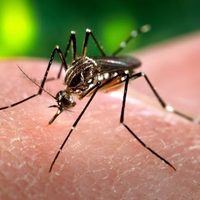 Alerta dengue: los ministros de Salud del Mercosur tendrán una reunión de emergencia