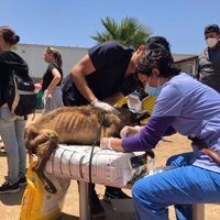 Clausuran albergue en Ensenada que tenía más de 300 perros hacinados y tres fosas con cadáveres