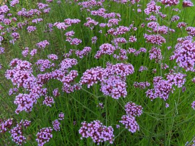 La planta que da hermosas flores, sobrevive en canteros o en tu balcón y es a prueba de principiantes