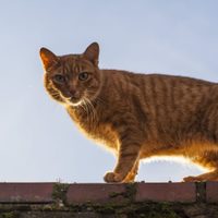 Curiosidades del Manx: el gato más dulce que es un excelente cazador de ratones