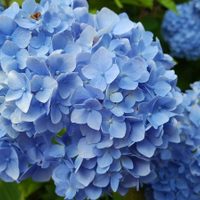 Si querés que tus Hortensias rebosen de flores, descubrí cómo las podan los japoneses para recuperarse de forma espectacular