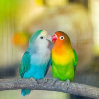 Curiosidades sobre el agaporni: el ave del “amor” que nunca se separa de su pareja y que destaca por su belleza