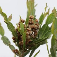 La planta que crece rapidísimo en cualquier jardín y esconde muchos beneficios para tu salud