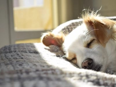 El truco infalible y con pocos ingredientes para eliminar el olor a perro de la cama