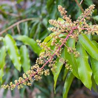 Frutas por siempre: la forma simple de cultivar tus propios mangos y ahorrar mucho en la verdulería