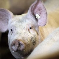 Terror en China: detectan dos nuevas variantes de la peste porcina africana