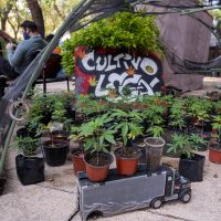 En comisiones del Senado aprueban dictamen para despenalizar la mariguana