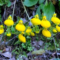 Llamativa y delicada, la topa topa es una de las plantas patagónicas que florecen en primavera