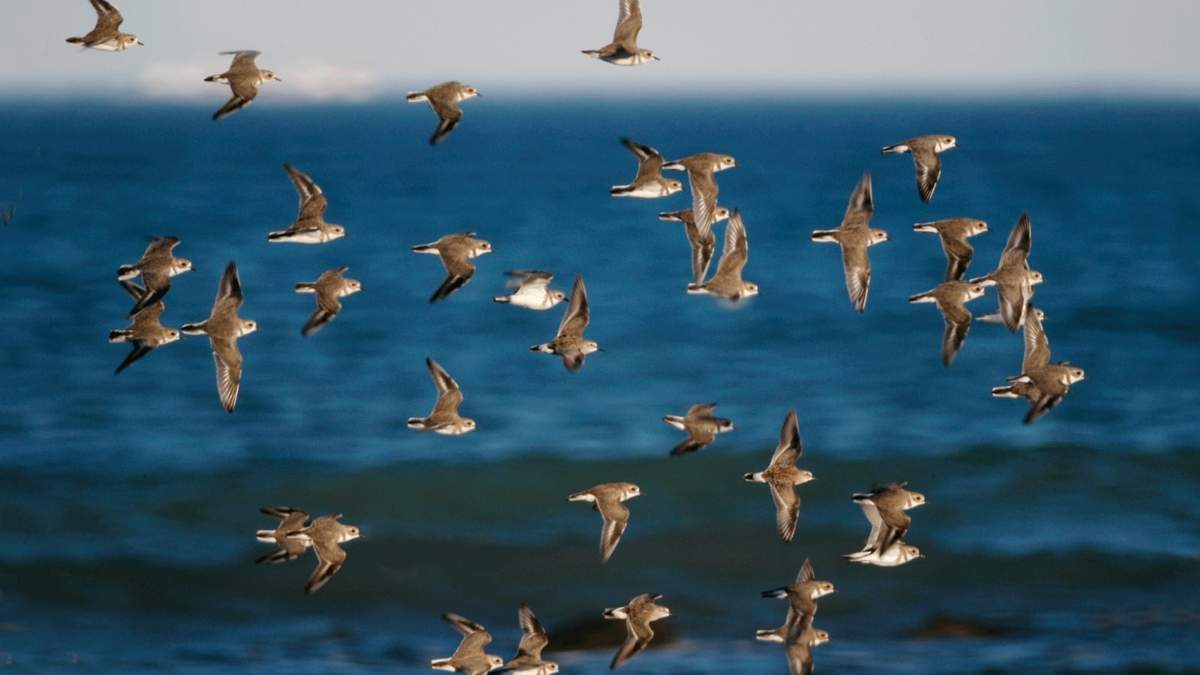 Festival virtual de las aves migratorias en playas de Río Negro. Fuente: (Twitter)
