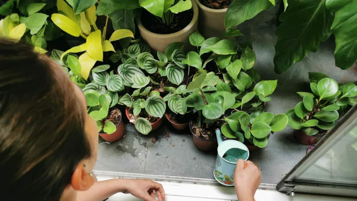 Peperomia. Fuente: (X)