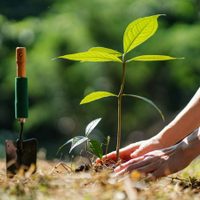 No gastes en productos caros: el truco para que tus plantas crezcan muy rápido usando 1 elemento de tu botiquín