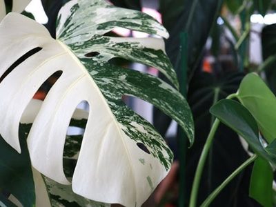 Prestá atención: las 3 razones por las que tus plantas se llenan de manchas blancas