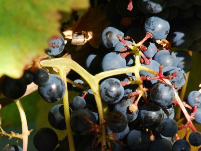Tannat, la cepa que encontró su lugar en Uruguay
