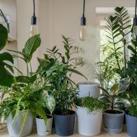 No está enferma, está mal ubicada: 4 lugares donde tus plantas pueden crecer lentamente o secarse por completo