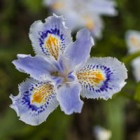 La planta que florece al final del invierno, es cero exigente y perfecta para cubrir suelos