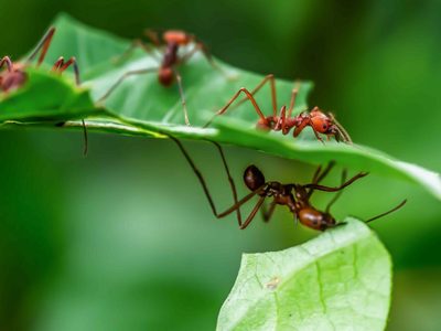 Con 3 alimentos que tenés en casa: eliminá para siempre las hormigas de tu jardín con este truco