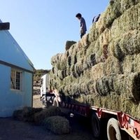 Acompañan con forraje a pequeños productores del interior neuquino