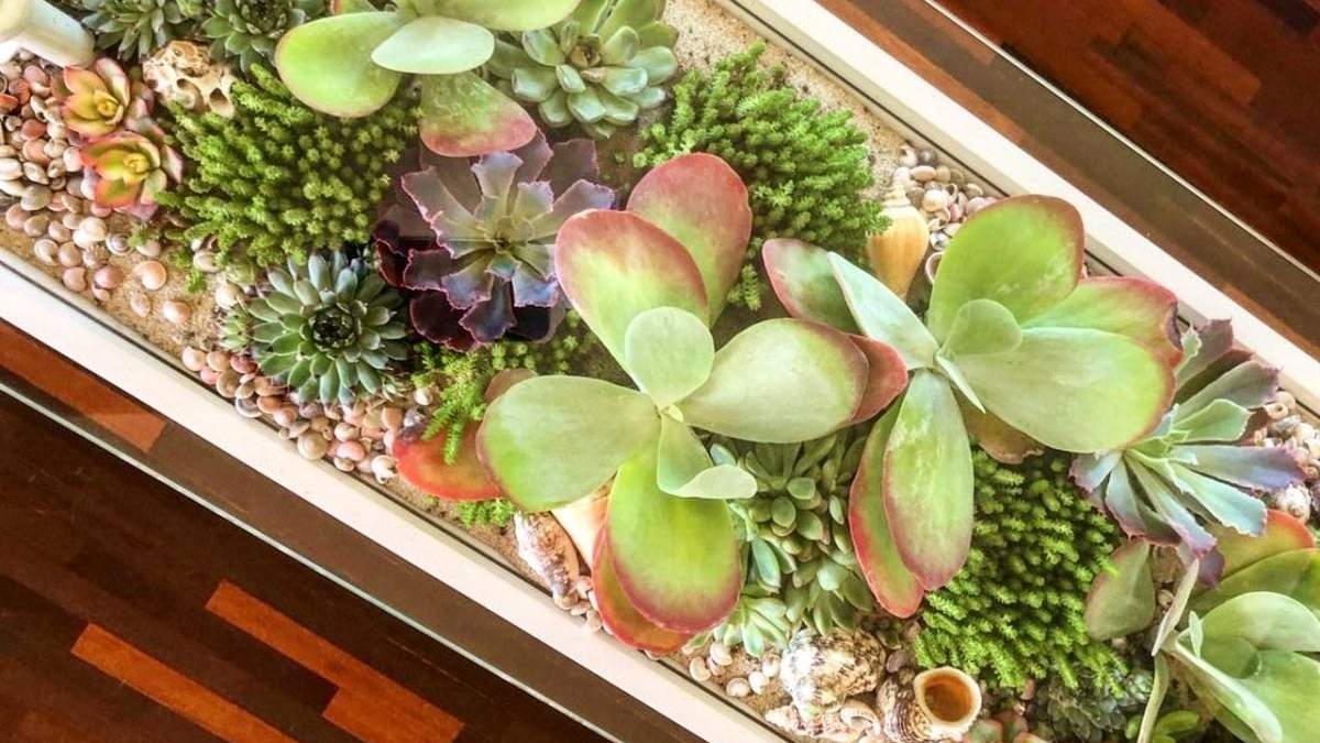 Para plantas de interior. Fuente: (Instagram)