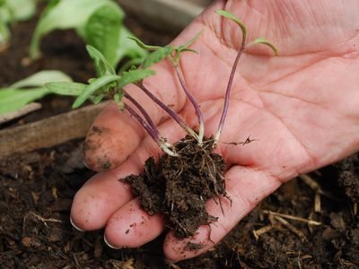 Cómo usar restos de verdura para un compost