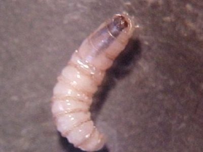 Detectan caso de miasis humana en Morelos; activan vigilancia epidemiológica y sanitaria