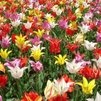 Conocé las plantas de bulbos que son perfectas para sembrar en otoño y llenar tu jardín de flores