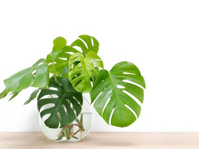 Hidrocultivo: así es la tendencia que propone cultivar las plantas en agua