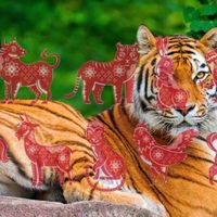 Un futuro especial: cómo serán los nacidos en el 2022, el año del Tigre para el Horóscopo chino