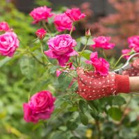 La forma simple y sencilla de tener Rosas eternas y por siempre en tu jardín