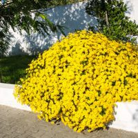 La planta de hermosas flores que realza tu jardín y que soporta los fríos más duros del invierno