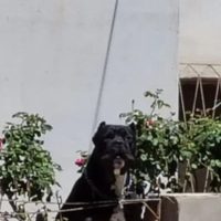 Vecinos de un barrio de Cutral Co denunciaron que un Dogo ataca a los transeúntes desde atrás de una reja baja