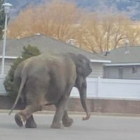 Elefanta escapa de circo y deambula por las calles (Video)