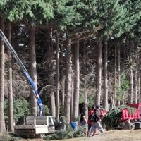 Tensión en Villa La Angostura por una poda de pinos sin aviso a la junta vecinal