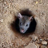 Escalofriante: una monumental plaga de ratones invade el sur de Australia