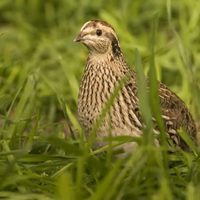 Curiosidades sobre la Codorniz: el ave pequeña que esconde un increíble poder en su plumaje