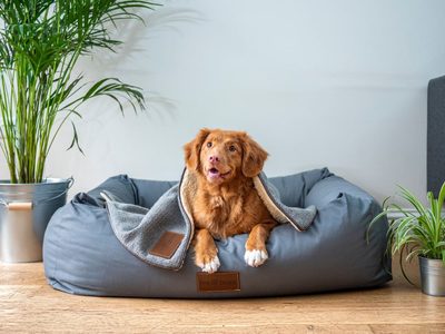 5 plantas que funcionan como una pipeta antipulgas y garrapatas