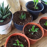 El secreto viverista para transplantar los hijuelos de tus suculentas y que crezcan sanos y hermosos