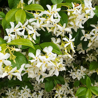 El truco de los jardineros para que el Jazmín de Leche florezca 2 veces al año e inunde de perfume tu casa