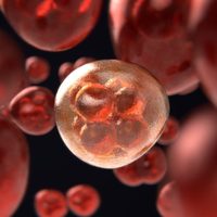 Investigadores usarán nanoanticuerpos para combatir infecciones por hongos a niños con cáncer