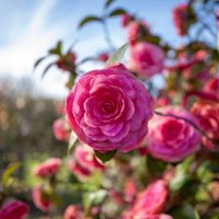 Cómo reproducir las Camelias, las plantas que se llenan de color en primavera y que todos quieren en su jardín