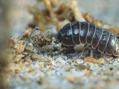 Curiosidades del bicho bolita, el único crustáceo terrestre que habita tu jardín y que cumple un importante rol