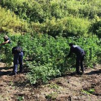 Policías de Chihuahua fueron atacados por crimen cuando destruían plantíos de mariguana